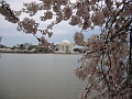 IMG_3711 Cherry blossoms, Jefferson memorial